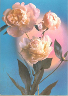 ��������  �. ��������, 1982