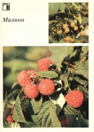 ������. �. �������, 1986 �.