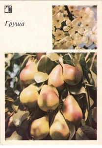 �����. �������, 1986 �.
